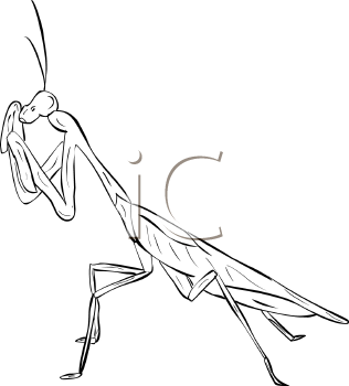 Royalty Free Praying Mantis Clip art, Insect Clipart