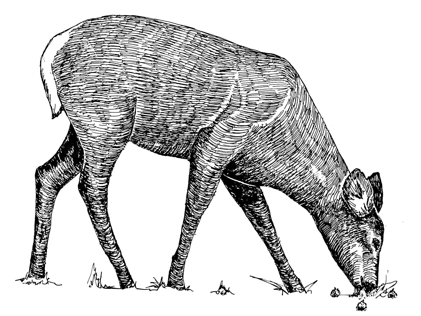 File:Animal line art drawing.jpg - Wikimedia Commons
