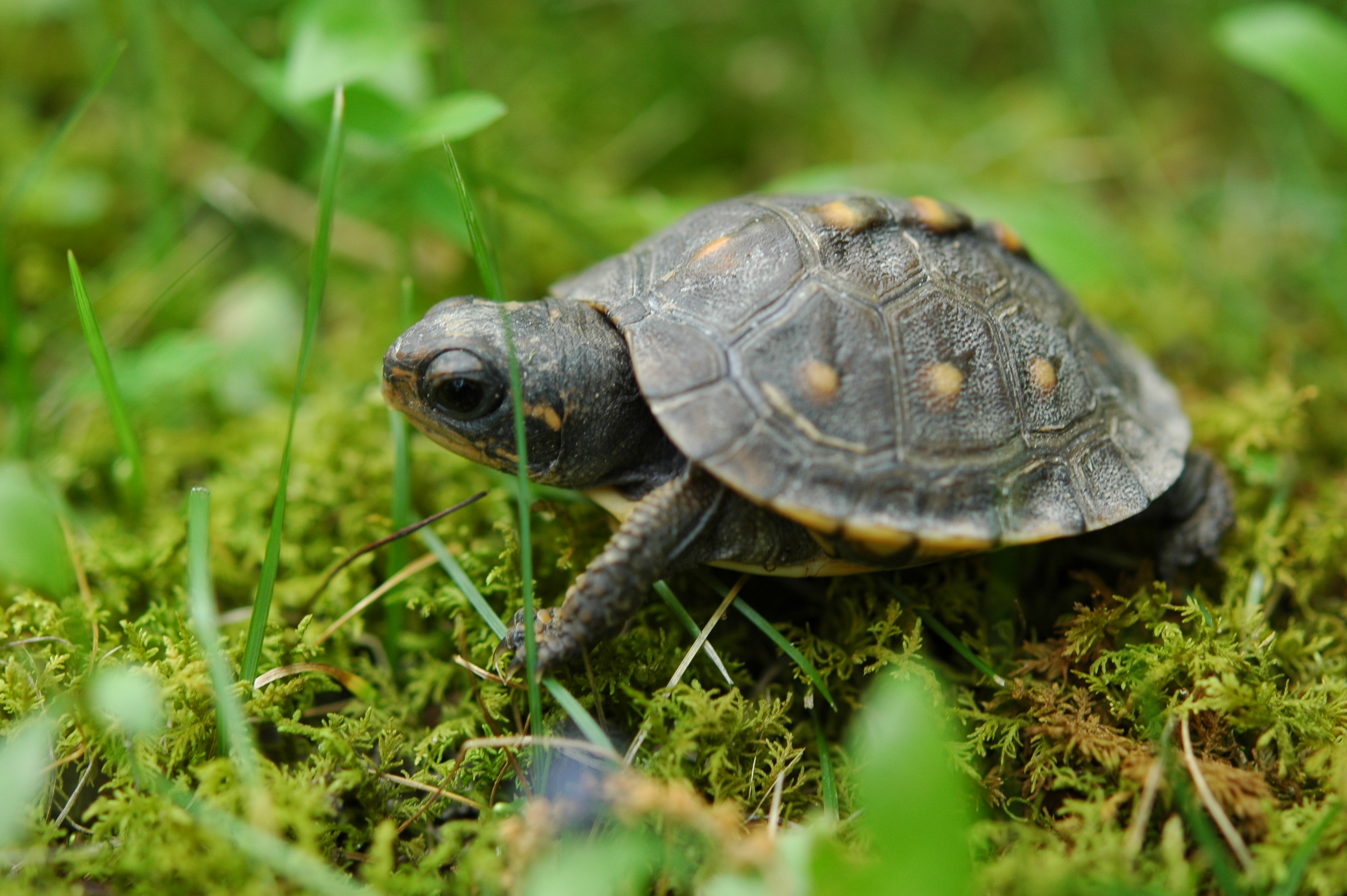World Turtle Day celebration will include turtle races | Shelton ...