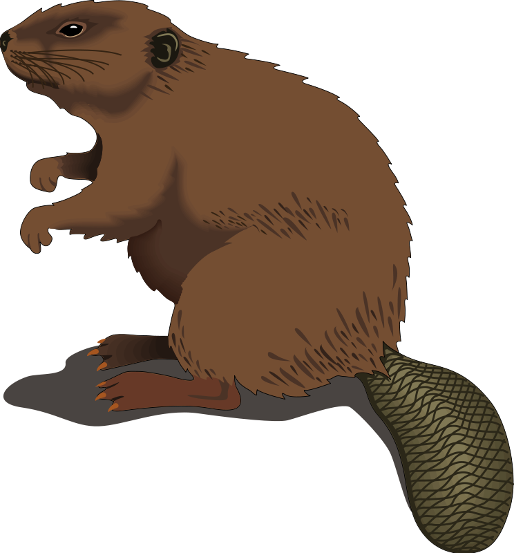 Beaver 20clipart