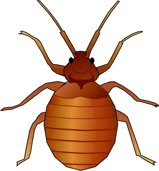 free animated insect clipart - photo #5