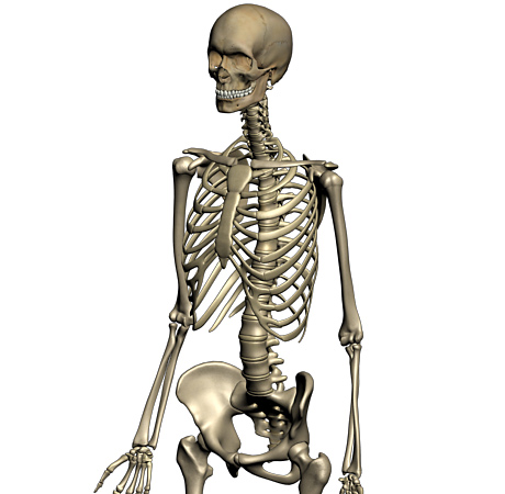3D Female Skeletal System Model | Human Anatomy Models - ClipArt ...