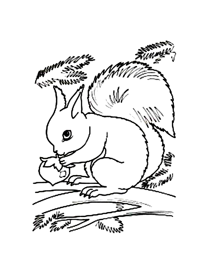 Free Printable Squirrel Coloring Pages | Coloring