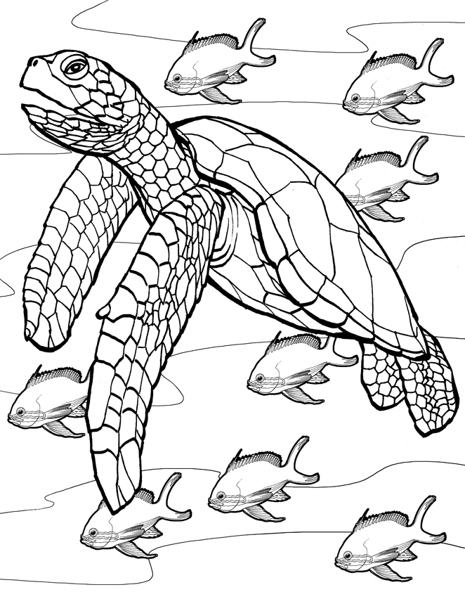 Turtle Outline - Cliparts.co