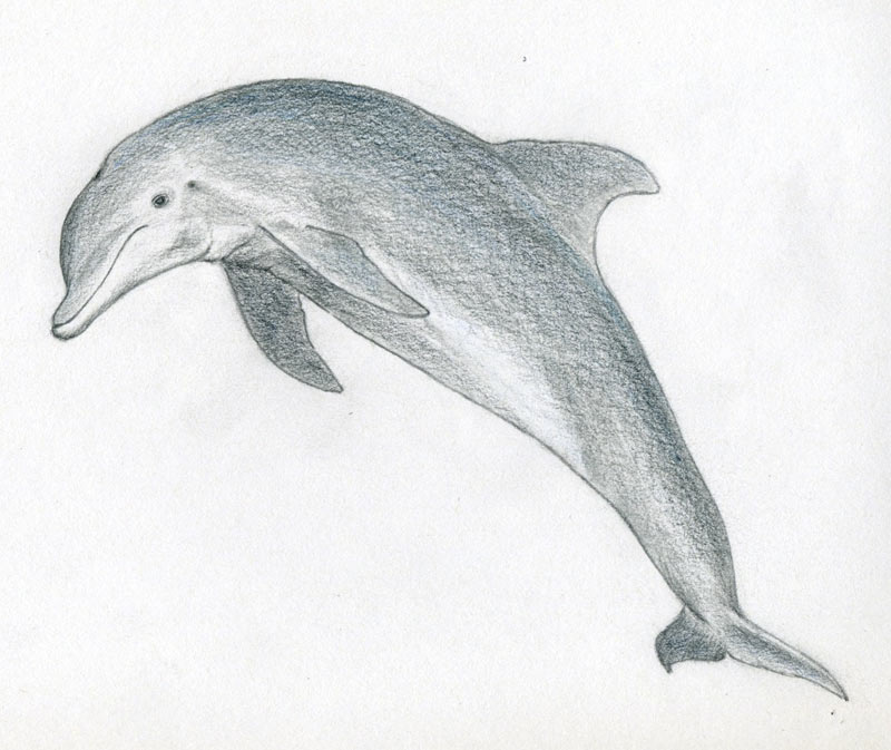 how-to-draw-a-dolphin07.jpg