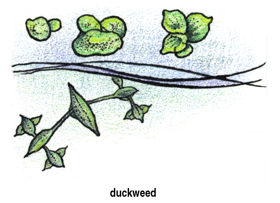 duck weed Colouring Pages