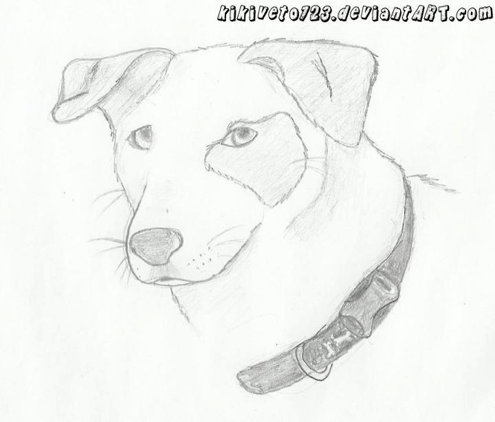 Dog head Drawing by RippedMoon on DeviantArt