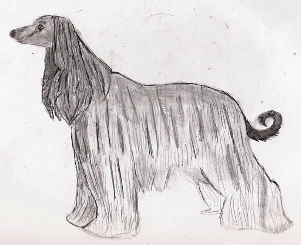 My Afghan Hound drawing. - Dogs Fan Art (26443782) - Fanpop