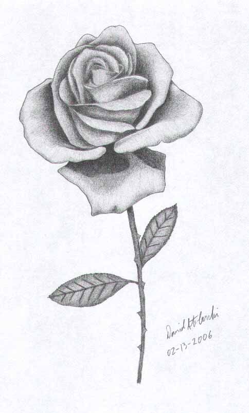 Rose Drawings | These Drawings of Roses have been adapted from ...