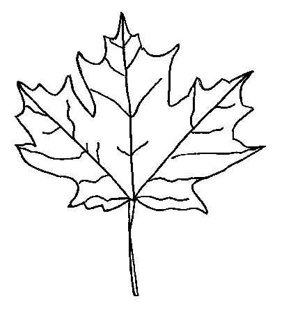 Maple Leaf Outline Pictures, Images & Photos | Photobucket