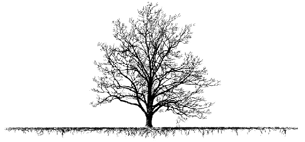 Simple Tree Drawings With Roots - Gallery