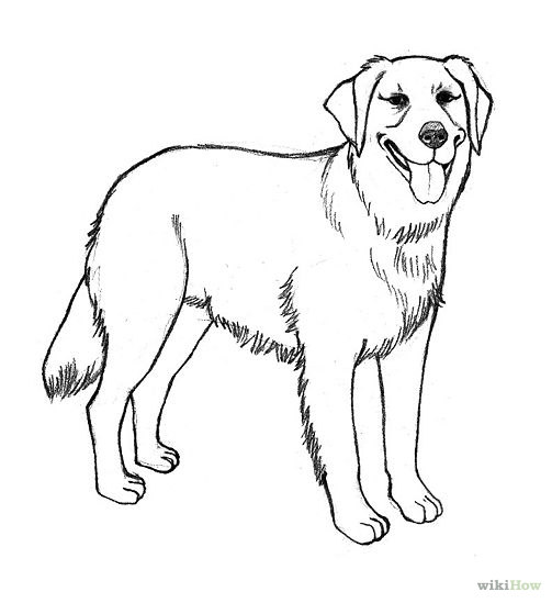 How to Draw a Golden Retriever: 7 Steps (with Pictures) - wikiHow