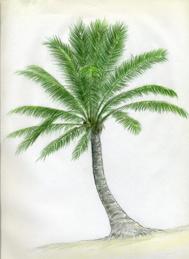 Palm Tree Drawing - Cliparts.co