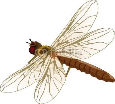 dragonfly illustration from Matthew Cole, Royalty-free stock photo ...
