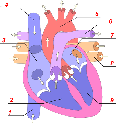 Heart Unlabeled Diagram - ClipArt Best