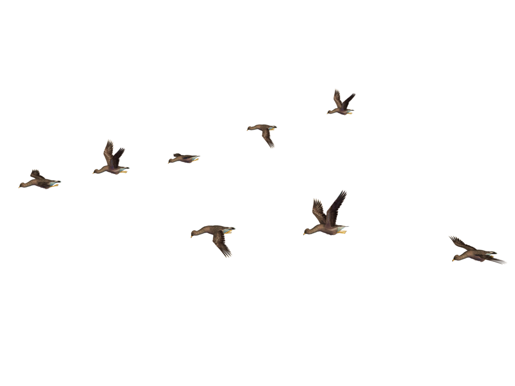 DeviantArt: More Like Flying Birds 07 PNG Stock by Roys-Art