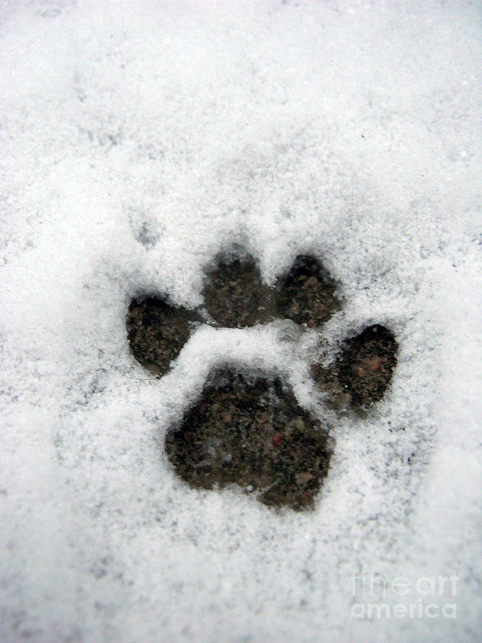 Footprint Series. Cat by Ausra Paulauskaite