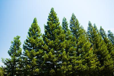 Pine Trees - Cliparts.co