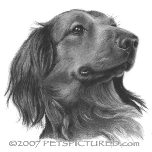 Long-Haired Dachshund Portrait - Original pencil drawing - Dog art ...