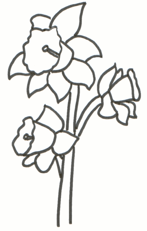 Daffodil Outline Cliparts.co