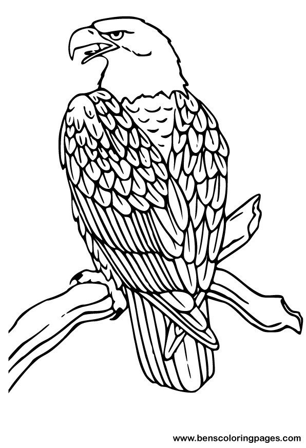 Bald Eagle coloring pages | Coloring Pages