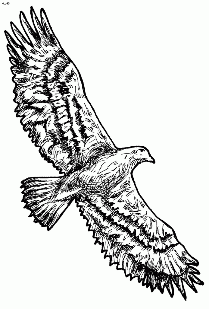 Flying Bald Eagle Coloring Pages