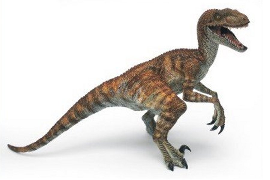 Pics of Dinosaurs - Velociraptor | Dinosaurs Pictures and Facts