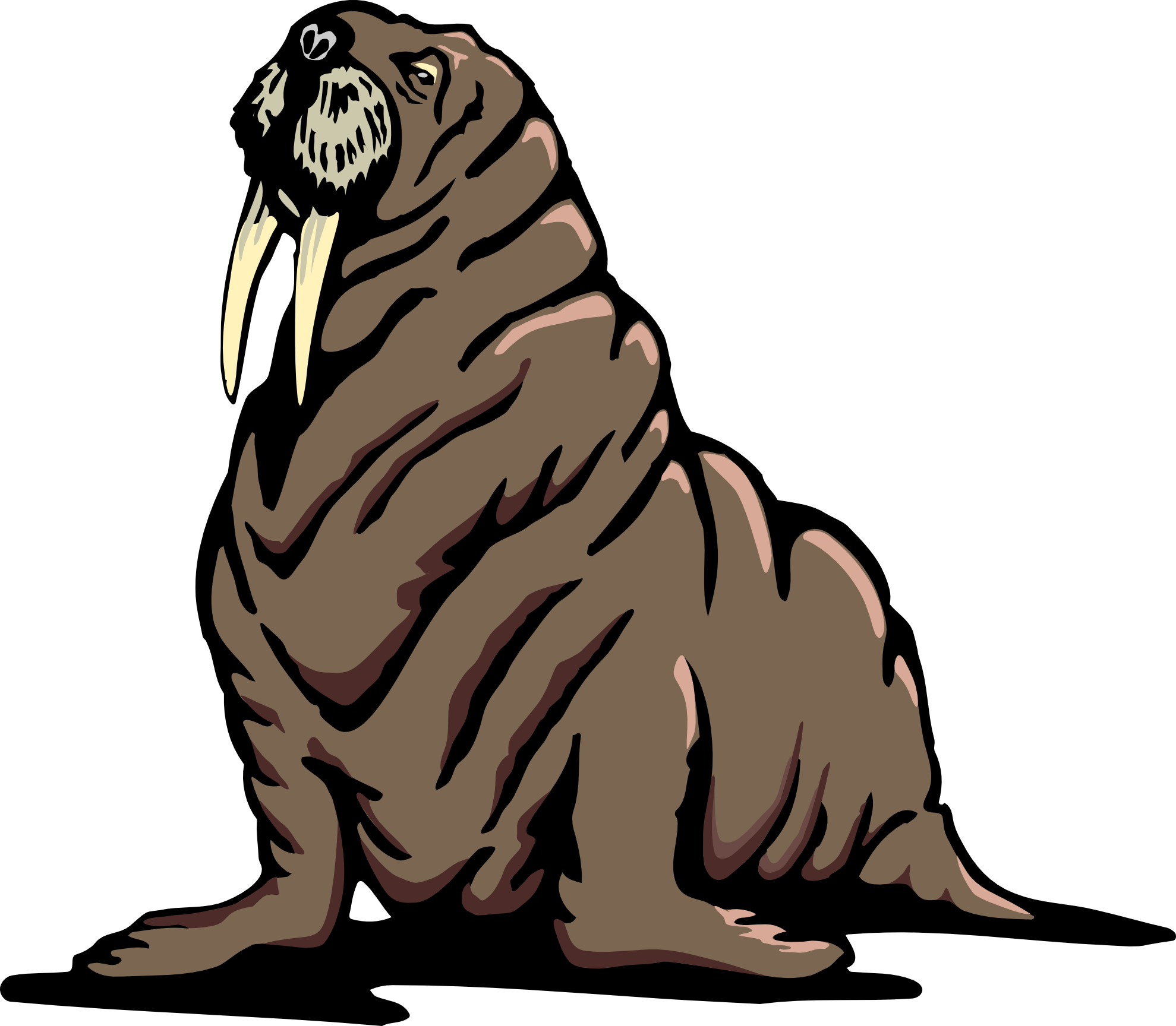 Images For > Walrus Clipart