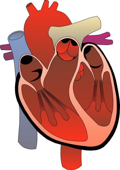 Heart Medical Diagram clip art Free Vector / 4Vector