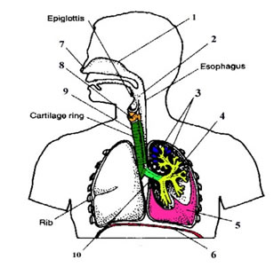 Respiratory System Diagram For Kids To Label - ClipArt Best