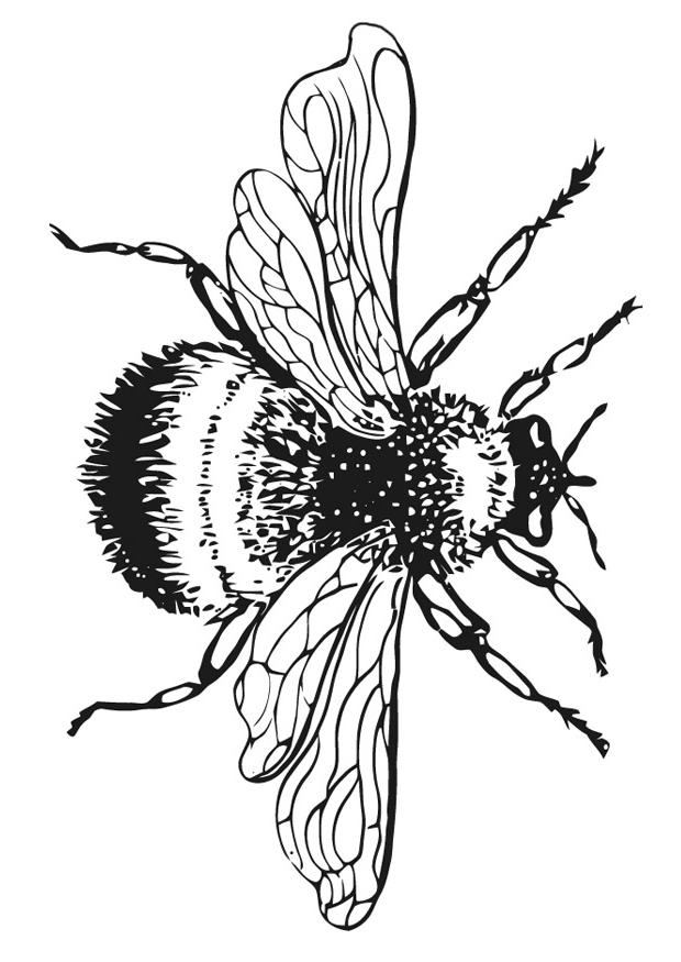 Bee Coloring Page Page 10 Images