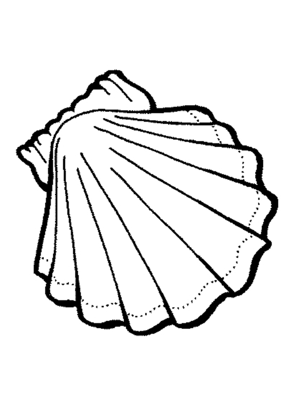 How To Draw A Conch Shell - Cliparts.co