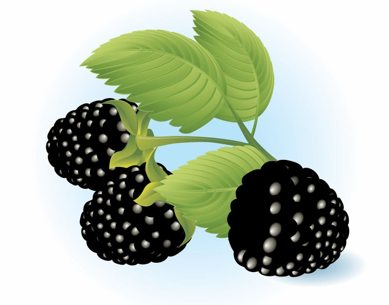 Free Dewberries Vector Illustration | Free Vector Graphics | All ...