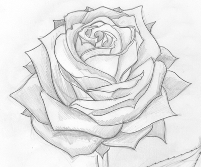 heart with rose drawings - Домашние растения. Цветы.