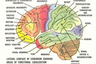 Diagram Of The Human Brain Parts 4 : 7 Diagram Of The Human Brain ...