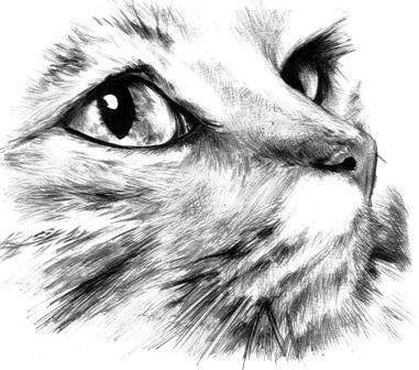Cat face drawing | Dibujo / ilustración | Pinterest