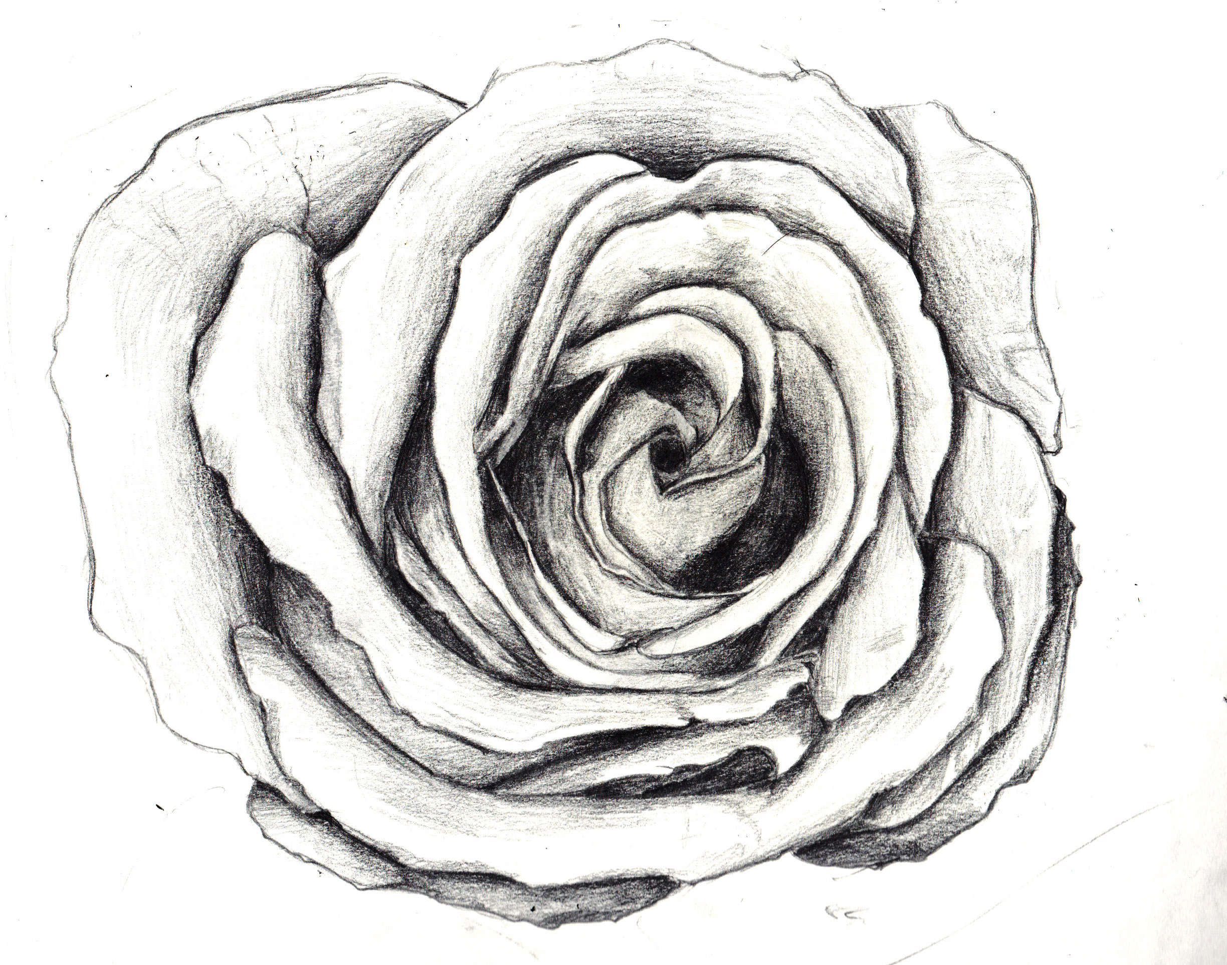 flower sketch | Illustration and Animation Blog