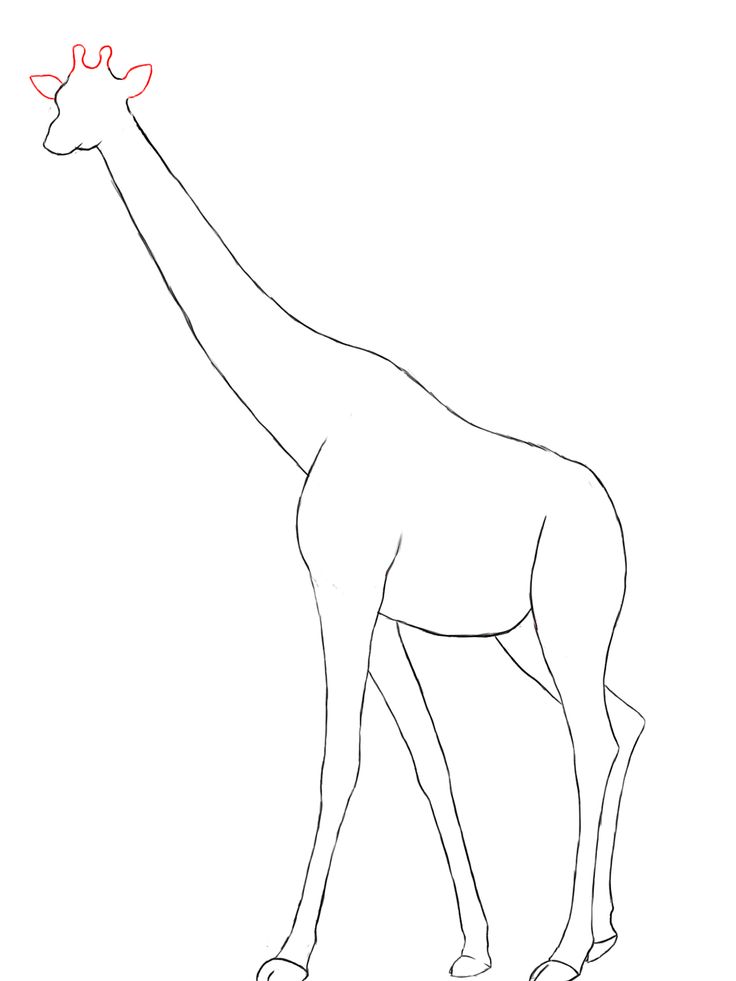 animal-head-outline-giraff-cliparts-co