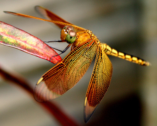 Dragonfly Photography Tips – PictureCorrect