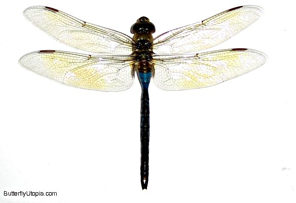 Framed mounted Dragonfly, Green Darner(Anax junius) pictures ...