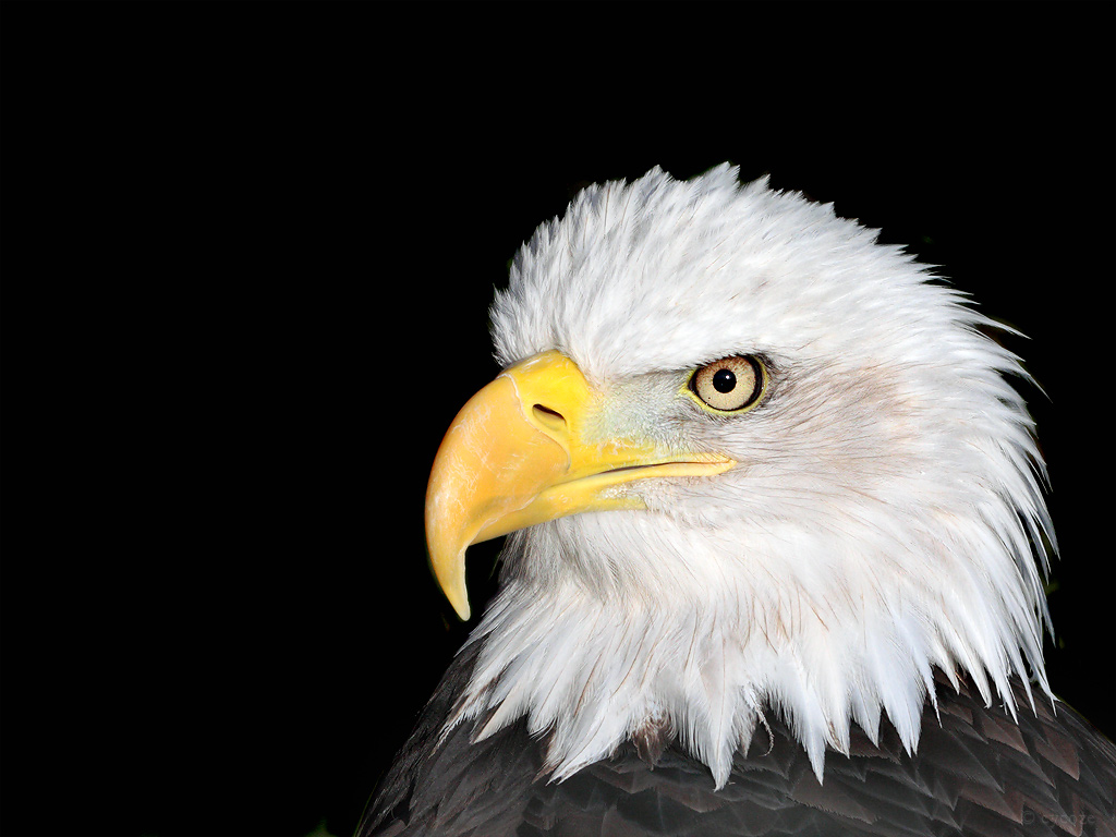 Bald Eagle Pictures « Animal Spot