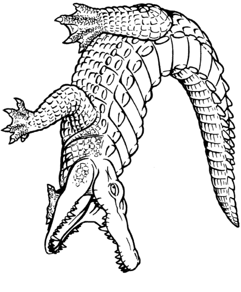 Crocodile Head Drawing