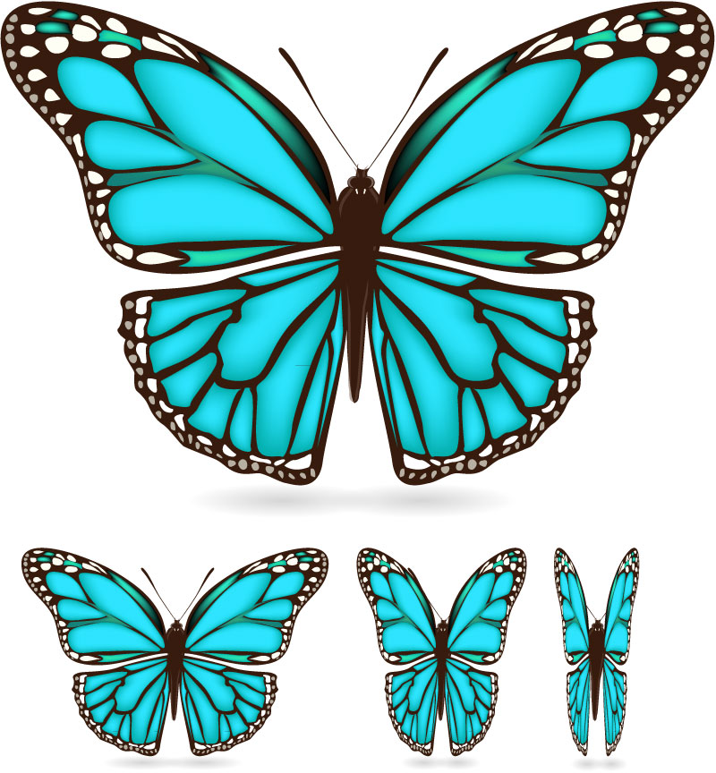 Fine-Blue-Butterfly-Vector- ...