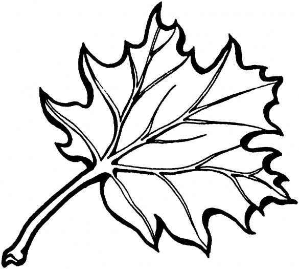Eastern Black Oak Leaf coloring page | Super Coloring - ClipArt ...