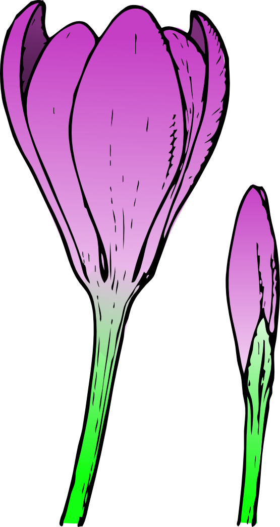 Flowers Crocus Flower and Bud Colored Spring xochi.info scallywag ...