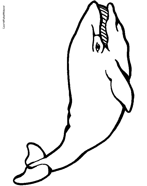 Whale Coloring Pages | Coloring Pages For Kids