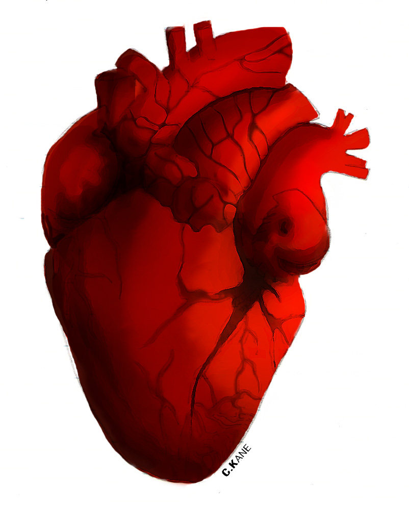 clipart of human heart - photo #10