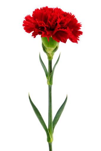 clip art carnation flower - photo #23