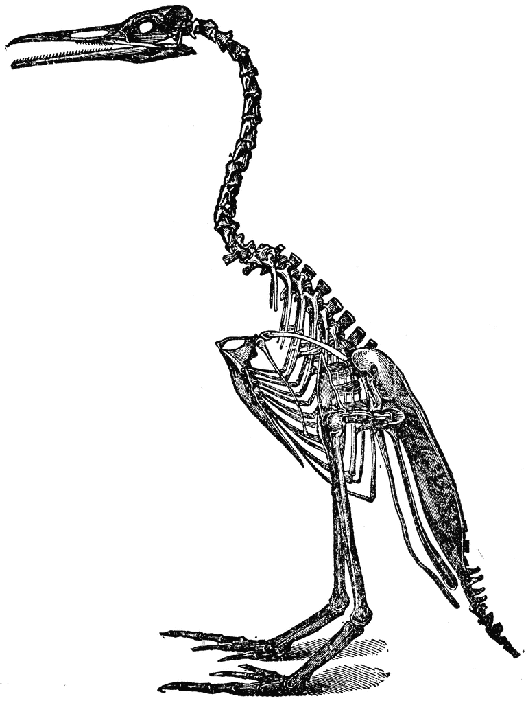 Bird Skeleton | ClipArt ETC