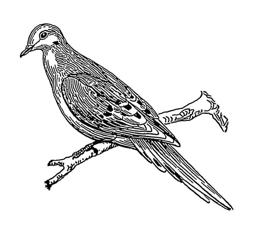 File:Dove (PSF).png - Wikimedia Commons